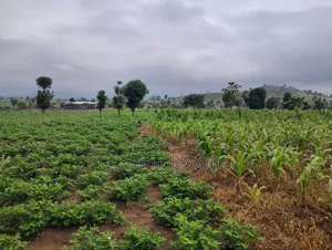 Commercial Plot