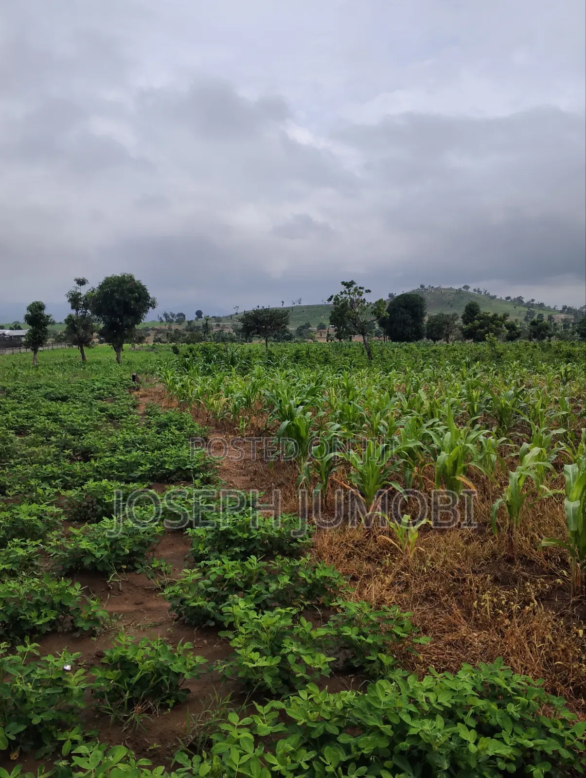 Commercial Plot