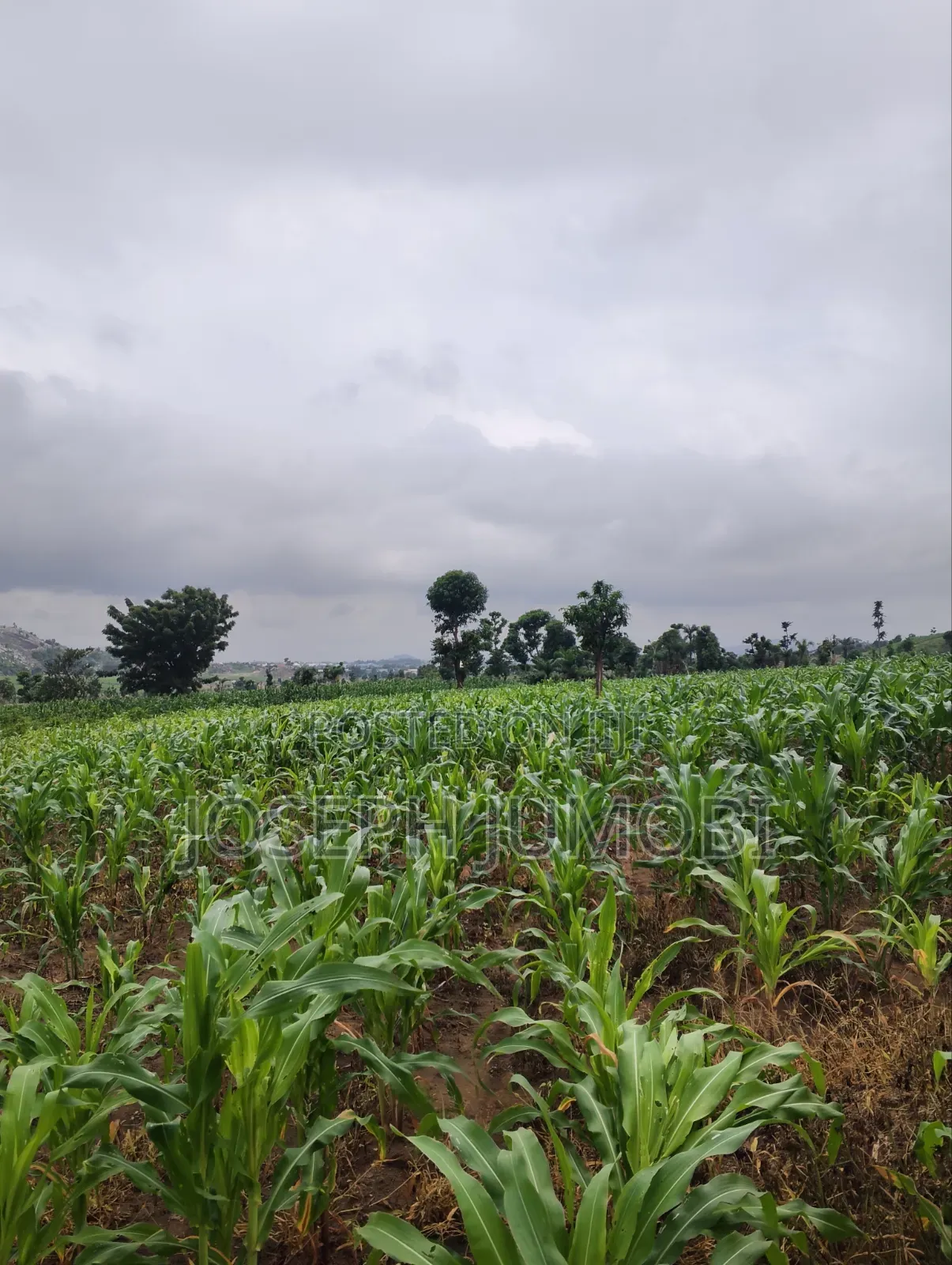 Commercial Plot