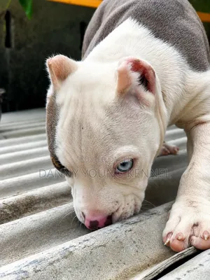 1-3 months Female Purebred American Bully