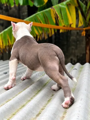 1-3 months Female Purebred American Bully