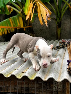 1-3 months Female Purebred American Bully