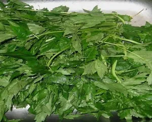 Herbal Treatment for Erectile Dysfunction, Sterile, LSC, Sterility.