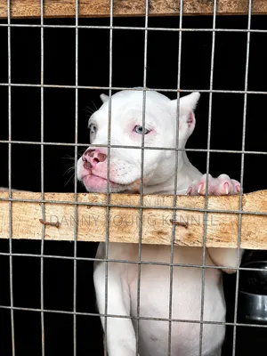 1-3 months Female Purebred American Bully