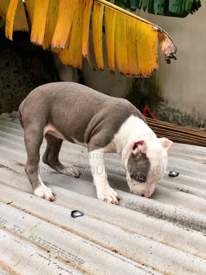 1-3 months Female Purebred American Bully