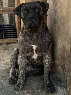 1+ year Male Purebred Boerboel
