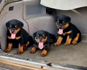 1-3 months Male Purebred Rottweiler