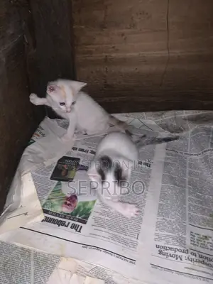 0-1 month Female Mixed Breed Cat