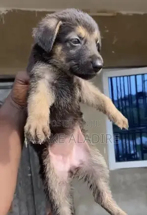 1-3 months Male Purebred German Shepherd