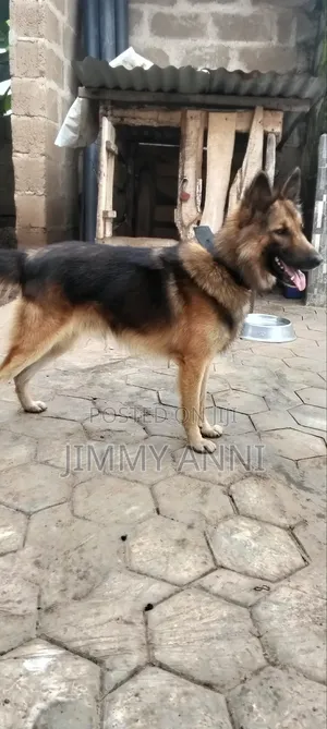 1+ year Male Purebred German Shepherd
