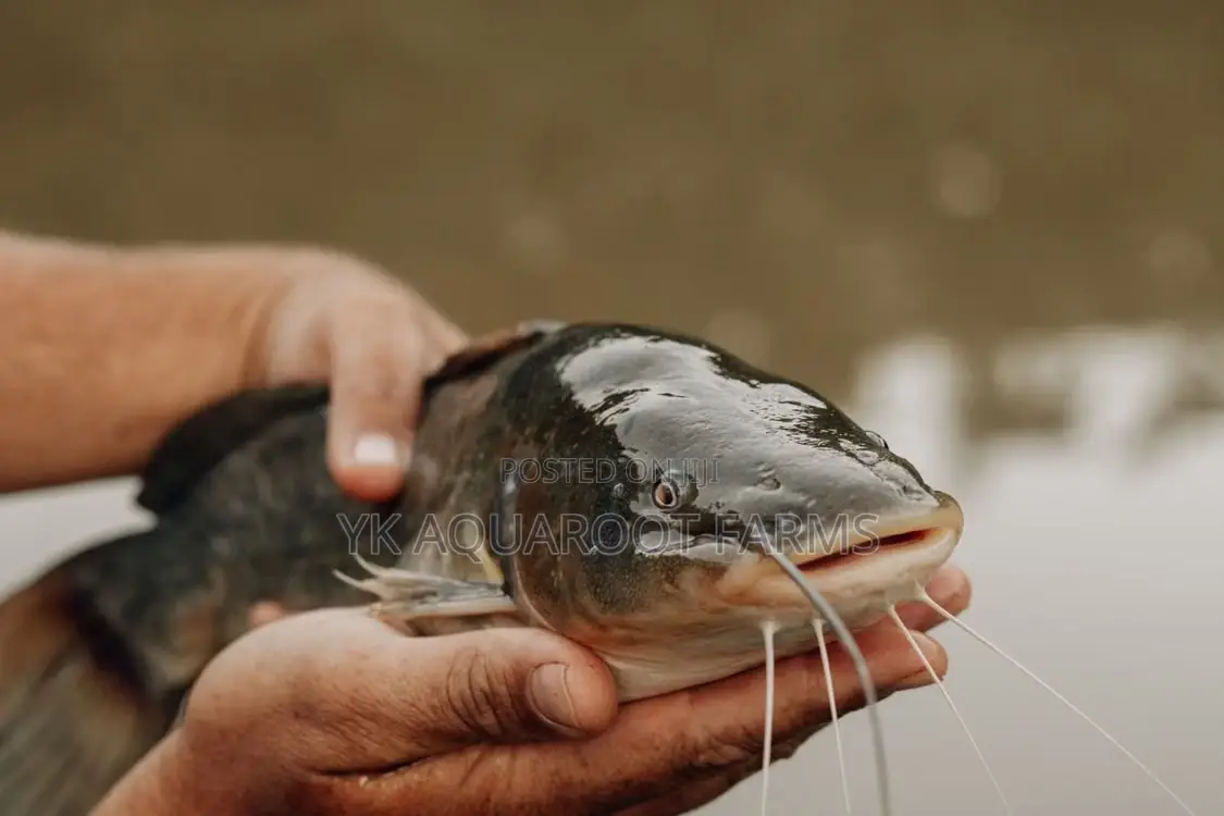 Fresh Healthy Catfish Available