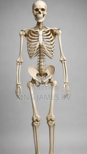 Anatomical Human Skeleton Model – Professional Medical Study Tool