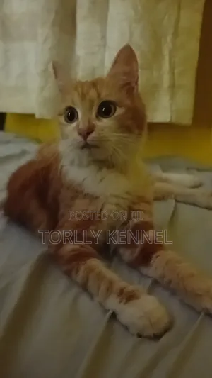 1-3 months Male Purebred Turkish Angora