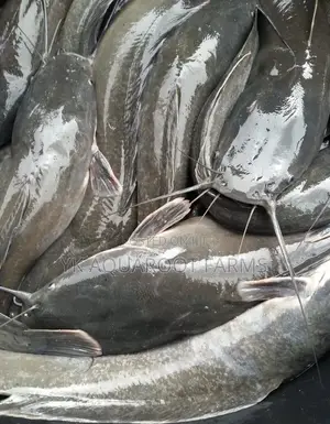 Fresh Healthy Catfish Available