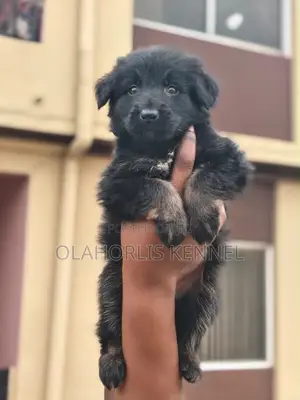1-3 months Female Purebred German Shepherd