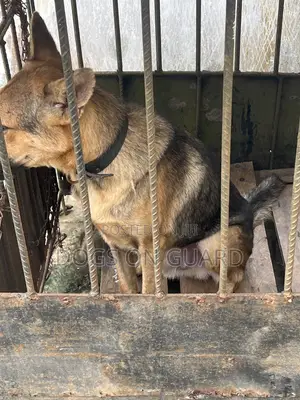 6-12 months Male Purebred German Shepherd