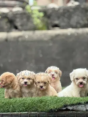 1-3 months Female Purebred Lhasa Apso