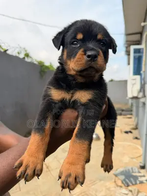 1-3 months Female Purebred Rottweiler