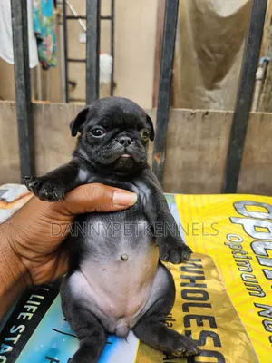 1-3 months Female Purebred Pug