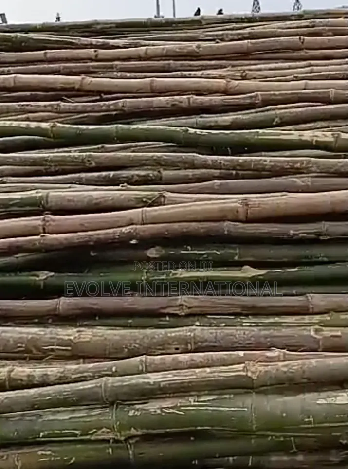 Broch Bamboo Sticks