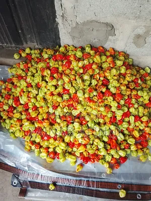 Fresh Pepper and Tomato