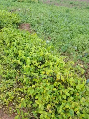 10 Plots of Land for Sale