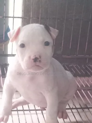 1-3 months Male Purebred American Pit Bull Terrier