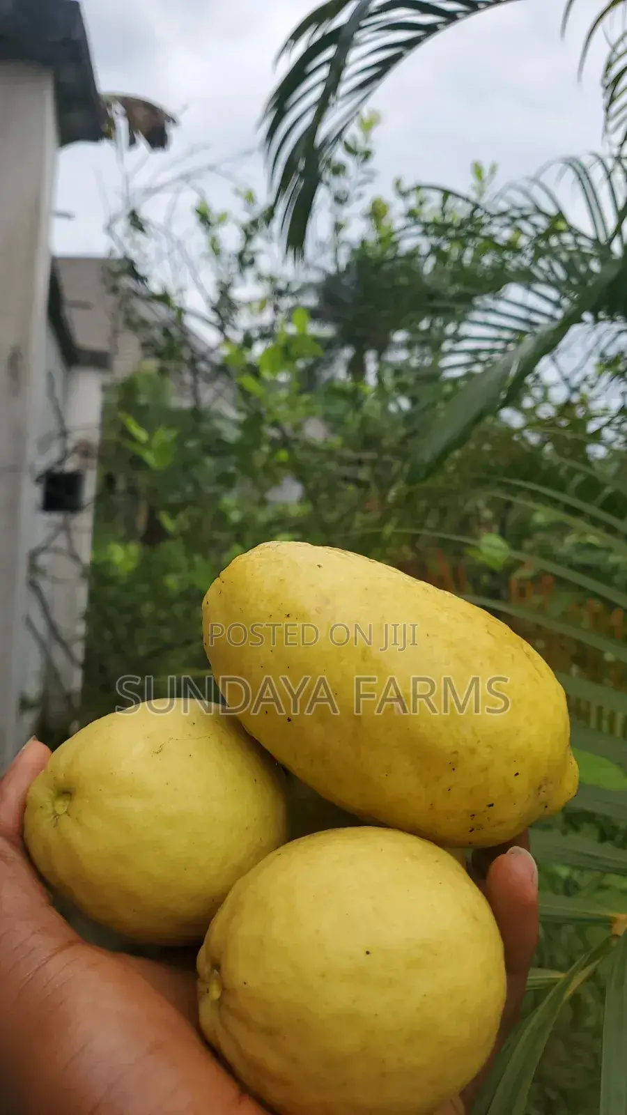Fresh Lemons