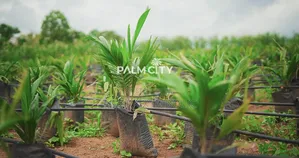 Land and Oil Palm Plantation