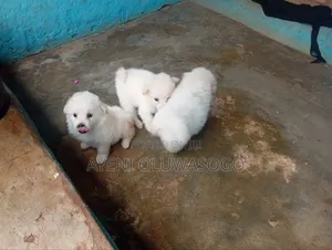 1-3 months Male Purebred American Eskimo