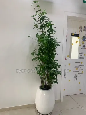 Flower Vase