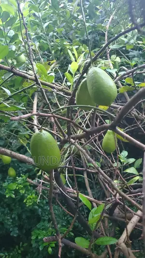 Fresh Lemons