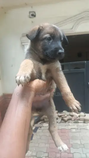 1-3 months Female Purebred German Shepherd