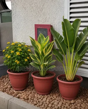Flowers and Ornamentals