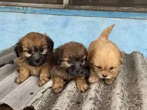1-3 months Male Purebred Lhasa Apso