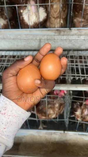 Table Eggs Available for Delivery