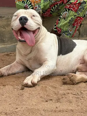 1+ year Male Purebred American Bully
