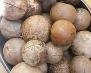 Avocado Seeds Per 4Litres Paint Bucket.