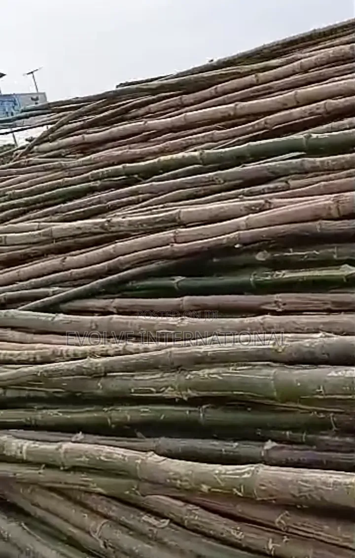 Broch Bamboo Sticks