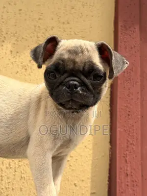 1-3 months Female Purebred Pug