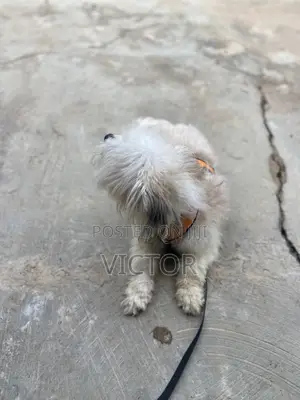 1+ year Male Purebred Lhasa Apso