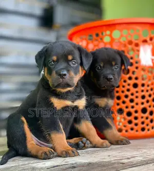 1-3 months Male Purebred Rottweiler