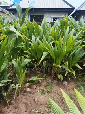 Premium Quality Coconut Seedlings for Excellent Yield