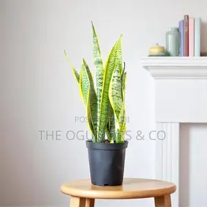 Snake Plant / Mother in Laws Tongue : Best Indoor Air Purifier Plant