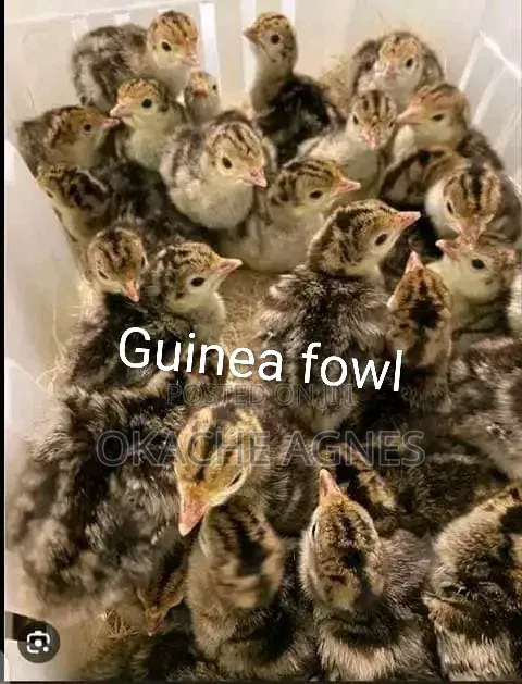 Your Trusted Source for Quality Chicks