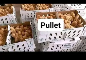 Your Trusted Source for Quality Chicks