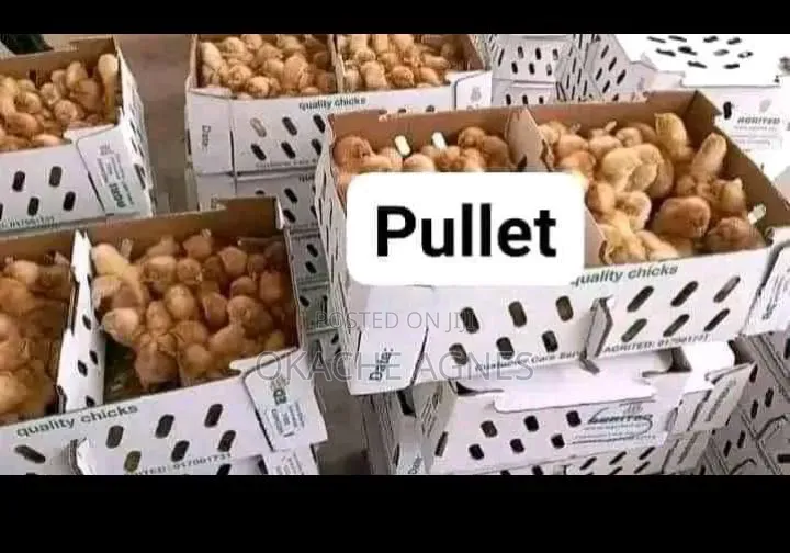 Your Trusted Source for Quality Chicks