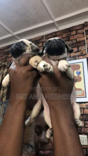 1-3 months Female Purebred Pug