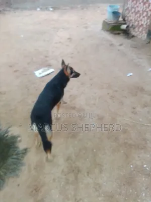 6-12 months Male Purebred German Shepherd