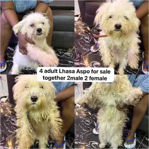 1+ year Female Purebred Lhasa Apso